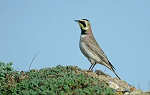 Shore Lark Eremophila alpestris Cley Norfolk winter