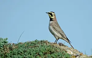 Bird Prints: Shore Lark Eremophila alpestris Cley Norfolk winter