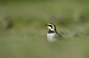 : Shore Lark Eremophila alpestris Cley Norfolk winter