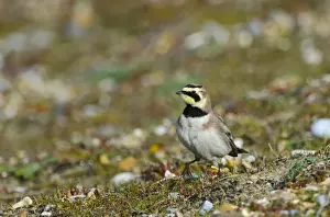 : Shore Lark Eremophila alpestris Cley Norfolk winter