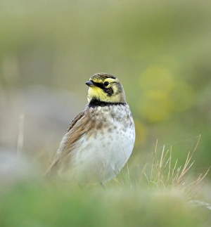 Images Dated 2009 November: Shorelark Holy Island Northumberland October 2004
