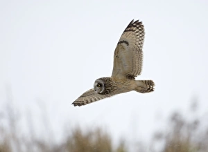 Short-eared Owl Asio flammeus hunting in the snow Norfolk winter Short-eared Owl Asio flammeus hunting in the snow Norfolk winter