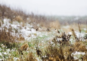Short-eared Owl Asio flammeus hunting in the snow Norfolk winter