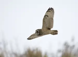 Hunting Prints: Short-eared Owl Asio flammeus hunting in the snow Norfolk winter
