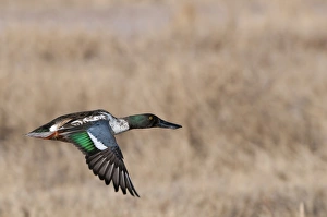 Duck Prints: Shoveler Anas clypeata male New Mexico winter
