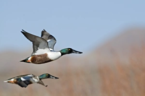 Shoveler Anas clypeata male Norfolk UK