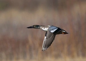 Male Prints: Shoveler Anas clypeata male Norfolk UK