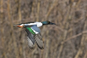 Shoveler Anas clypeata male Norfolk UK