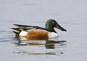 Shoveler Anas clypeata male Titchwell RSPB Reserve Norfolk April