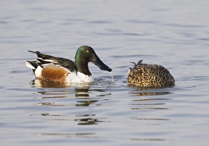 Shoveler Anas clypeata pair feeding Titchwell RSPB Reserve Norfolk April