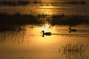 Shoveler Anas clypeata pair feeding Titchwell RSPB Reserve Norfolk April Shoveler Anas clypeata pair feeding Titchwell RSPB Reserve Norfolk April