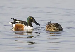 Shoveler Anas clypeata pair feeding Titchwell RSPB Reserve Norfolk April