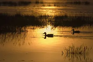 Silhouetted Prints: Shoveler Anas clypeata pair feeding Titchwell RSPB Reserve Norfolk April
