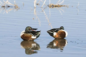 Duck Prints: Shovelers Anas clypeata male Norfolk UK