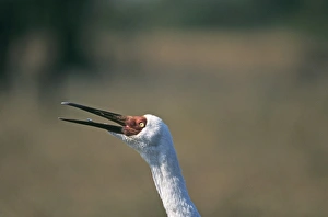 Bharatpur Prints: Siberian Crane calling Bharatpur N India winter