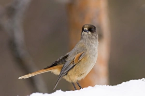 Siberian Jay Perisoreus infaustus in pine forest Finnish Lapland Finland winter Siberian Jay Perisoreus infaustus in pine forest Finnish Lapland Finland winter