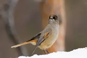 Siberian Jay Perisoreus infaustus in pine forest Finnish Lapland Finland winter