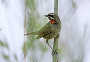 Asia Prints: Siberian Rubythroat migrant at Beidaihe China May