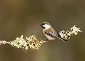 Finnish Prints: Siberian Tit Parus cinctus Finland winter