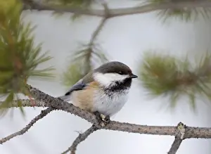 Finnish Prints: Siberian Tit Parus cinctus Finnish Lapland Finland winter
