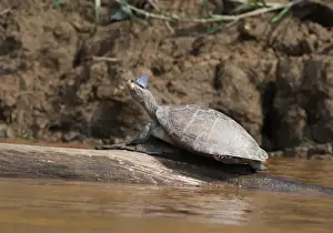 Neotropical Prints: Side-necked Turtle Phrynops geoffroanus with butterfly on nose Peruvian Amazon