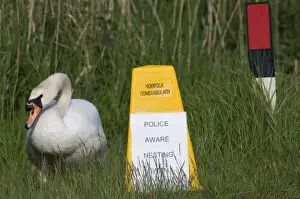 Swan Prints: Sign to motorists to slow due to Mute Swan nest on roadside verge Cley Norfolk May