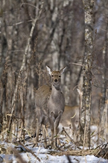 Deer Prints: Sika Deer Cervus nippon Hokkaido Japan winter