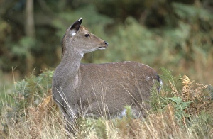 Sika Deer Cervus nippon Kent autumn