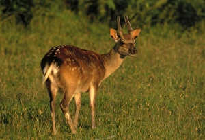 Sika Deer Cervus nippon Kent autumn (young buck)