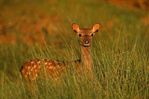 Sika Deer (doe) Cervus nippon, Kent, summer