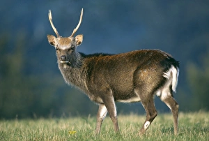 Stag Prints: Sika stag, Cervus nippon, UK, autumn