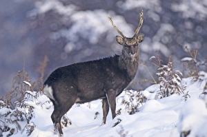 Stag Prints: Sika stag in winter Kent UK