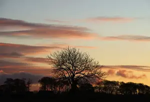 Silhouette Prints: Silhoutted tree at sunset Burnham Norton Norfolk winter