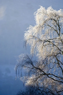 Silver Birch Tree covered in frost Scotland winter