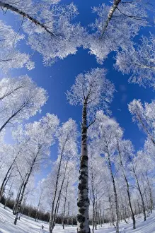 Trees Prints: Silver Birch Trees Betula pendula covered in hoar frost Finland winter