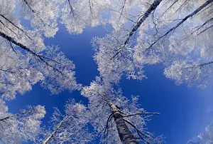 Silver Birch Trees Betula pendula covered in hoar frost Finland winter