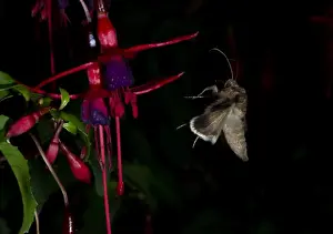 Insect Prints: Silver Y Moth Autographa gamma feeding on fuschia flowers at night in garden Norfolk