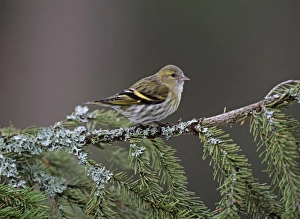 Finch Prints: Siskin carduelis spinus female UK winter