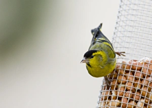 Siskin Carduelis spinus male on nut feeder Scotland