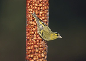 Finch Prints: Siskin on nut feeder in garden winter UK