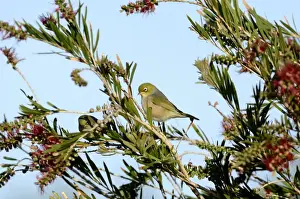 New Zealand Prints: Sivereye Zosterops lateralis South Island New Zealand