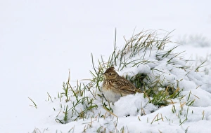 Skylark Alauda arvensis on farmland in winter Norfolk December Skylark Alauda arvensis on farmland in winter Norfolk December