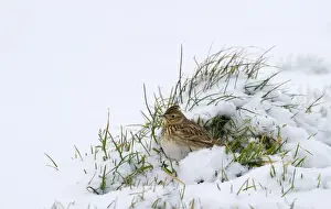 Skylark Alauda arvensis on farmland in winter Norfolk December