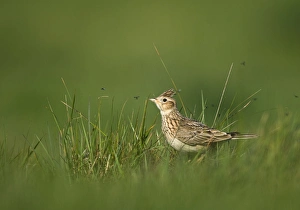 Sky Lark Prints: Skylark Alauda arvensis Kelling Norfolk April