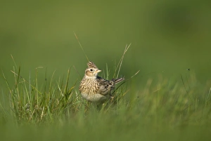 Skylark Alauda arvensis Norfolk spring