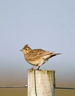 Trending: Skylark Alauda arvensis Norfolk spring