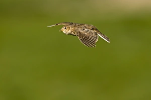 Skylark Alauda arvensis in song Norfolk April