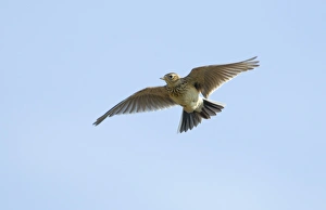 Skylark Alauda arvensis in song Norfolk April