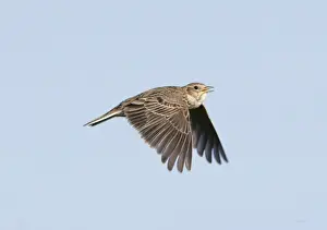 Bird Prints: Skylark Alauda arvensis in song flight Norfolk spring