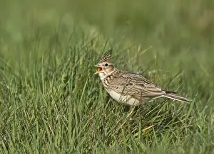 Sing Prints: Skylark Alauda arvensis in song Kelling Norfolk April